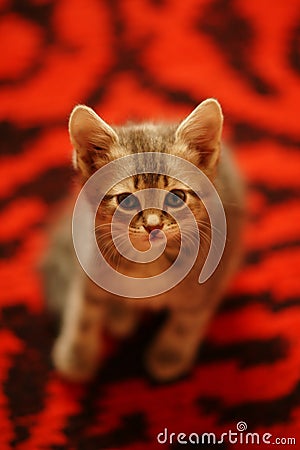 Lovely turtle kitten sits on red carpet with black stripes Stock Photo