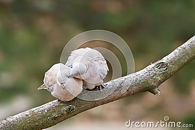 Lovely turtledove. Love birds on the tree. Kiss of birds. Stock Photo