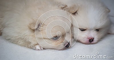 Lovely twin Pomeranian puppies selective focus Stock Photo