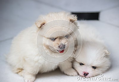 Lovely twin Pomeranian puppies selective focus Stock Photo