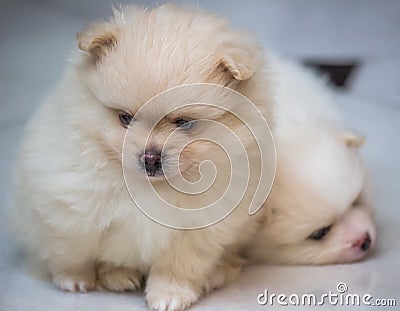 Lovely twin Pomeranian puppies selective focus Stock Photo