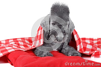 Lovely two month old Bedlington Terrier puppy lying on a red pillow in the studio over white Stock Photo