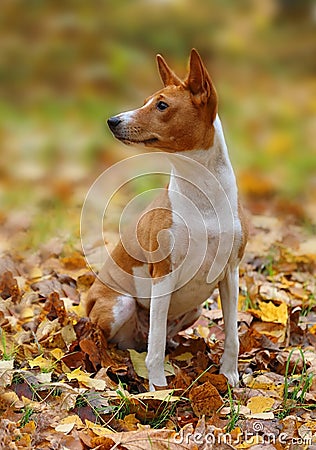 Lovely two-year-old dog breed Basenji sits on the autumn foliage Stock Photo