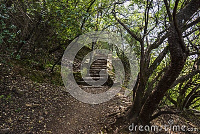 Lovely view of a bright green park with numerous trees and stone stairs with moss Stock Photo