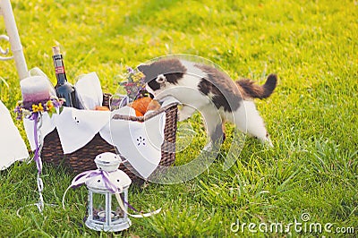 Lovely wedding decor with a cat Stock Photo