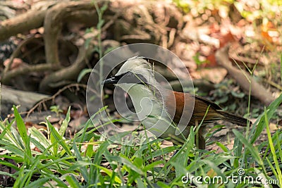 Lovely White-crested Laughingthrush bird Stock Photo