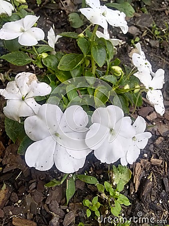 Lovely white impatiens in a Texas garden Stock Photo