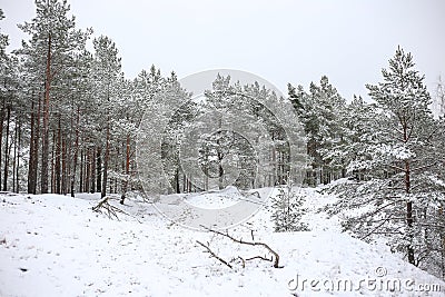 Lovely winter forest landscape view with pine trees covered with freshly snown snow Stock Photo