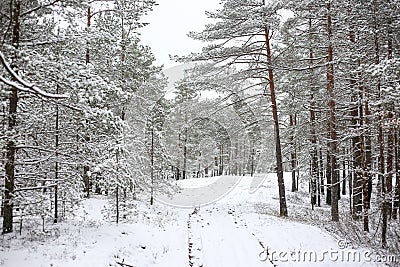 Lovely winter forest landscape view with pine trees covered with freshly snown snow Stock Photo