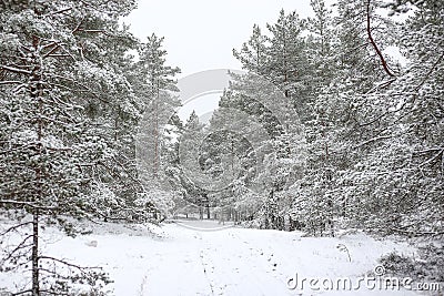 Lovely winter forest landscape view with pine trees covered with freshly snown snow Stock Photo