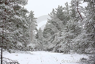 Lovely winter forest landscape view with pine trees covered with freshly snown snow Stock Photo