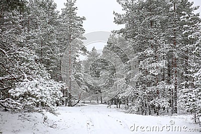 Lovely winter forest landscape view with pine trees covered with freshly snown snow Stock Photo