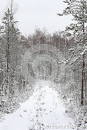 Lovely winter forest landscape view with pine trees covered with freshly snown snow Stock Photo