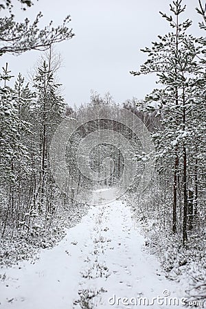 Lovely winter forest landscape view with pine trees covered with freshly snown snow Stock Photo