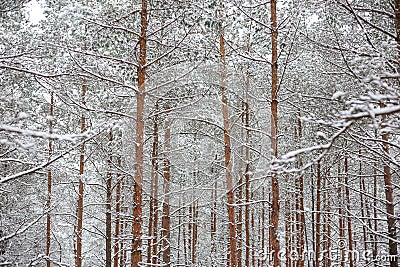 Lovely winter forest landscape view with pine trees covered with freshly snown snow Stock Photo