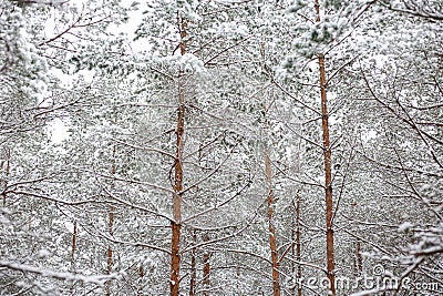 Lovely winter forest landscape view with pine trees covered with freshly snown snow Stock Photo