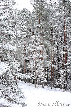 Lovely winter forest landscape view with pine trees covered with freshly snown snow Stock Photo