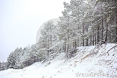 Lovely winter forest landscape view with pine trees covered with freshly snown snow Stock Photo