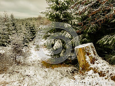 Lovely winter forest with a tree stump Stock Photo