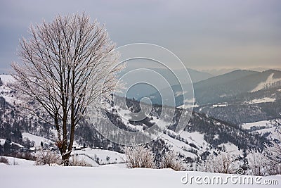 Lovely winter scenery with tree Stock Photo