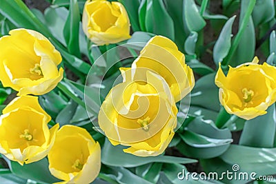 Lovely yellow tulips top view close up Stock Photo