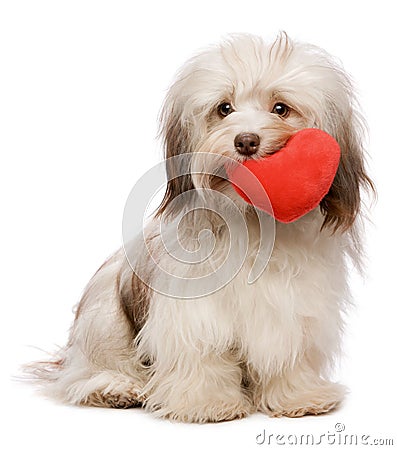 Lover Valentine chocolate Havanese Stock Photo