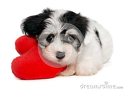 Lover Valentine Havanese puppy Stock Photo