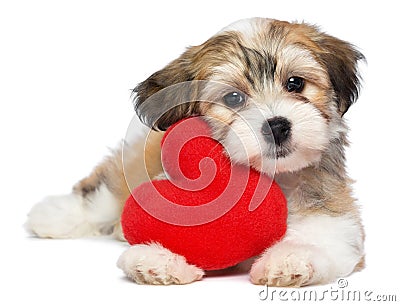 Lover Valentine Havanese puppy Stock Photo