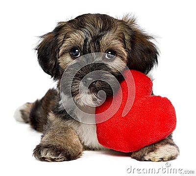 Lover Valentine Havanese puppy dog Stock Photo