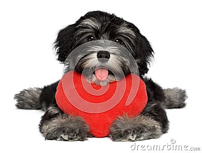 Lover Valentine Havanese puppy dog with a red heart Stock Photo