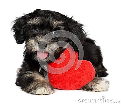 Lover Valentine Havanese puppy dog with a red heart Stock Photo