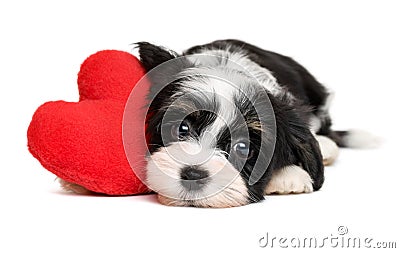 Lover Valentine Havanese puppy dog with a red heart Stock Photo