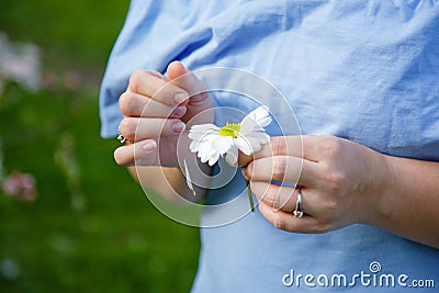 Loves or not loves me, plucking off the petals of a camomile. Human hands tear on a petal from a head of daisies on a blue Stock Photo