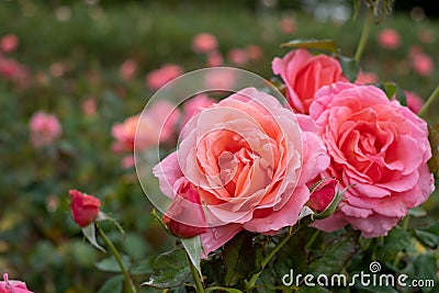 `Lovey Lady` bright pink roses, photographed in Regent`s Park in central London UK. Stock Photo