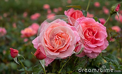 `Lovey Lady` bright pink roses, photographed in Regent`s Park in central London UK. Stock Photo