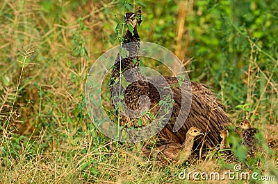 Loving, Caring and Protective mother peahen or female Peafowl with playful peachicks or chicks trying their first fly Stock Photo