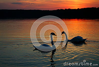 Loving couple Stock Photo