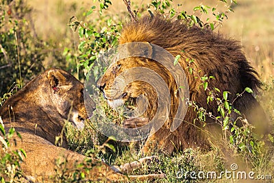 Loving couple. Lions in the savannah. Masai Mara Stock Photo