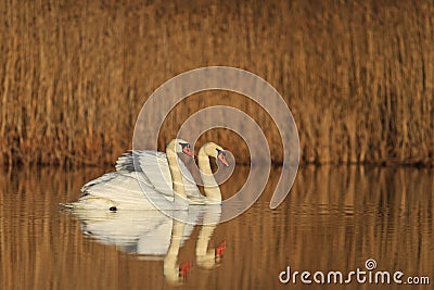 Loving couple swans Stock Photo