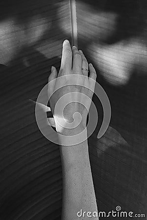 Loving nature concept: female hand on a large tropical leaf, monochrome tones. Stock Photo