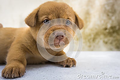 Loving puppy Stock Photo