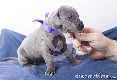 Loving puppy encounter Stock Photo