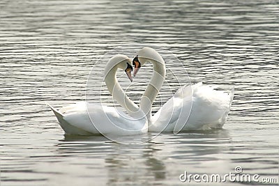 Loving swans Stock Photo