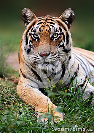 Tiger close-up staring into the camera Stock Photo