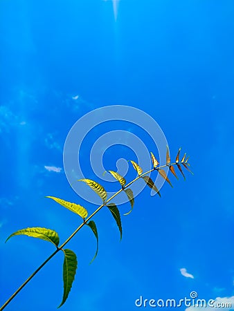 Low angel view of Neem leaves against blue sky Stock Photo