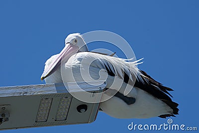 Low angle of a beautiful white black pelican sitting and lazing on the beach Stock Photo