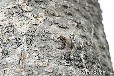 Low angle closeup on a male and female mellow miner solitary bee, Andrena mitis, sitting on a tree trunk Stock Photo