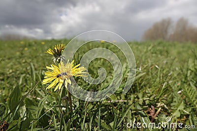 Low angle closeup on a male red-bellied minder solitary bee, Andrena ventralis sitting on a yellow dandelion flower Stock Photo