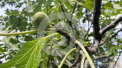 Low angle of a green juicy figs ripening on a tree in the sun Stock Photo