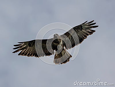 Low-angle of gyrfalcon flying over cloudy and gloomy sky Stock Photo